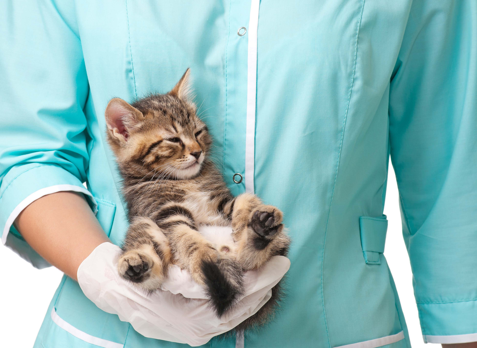 Кошка стерилизованная купить уфа. Кот у ветеринара. Котята в ветеринарной клинике. Ветеринар с кошкой. Кашки ветираниря.